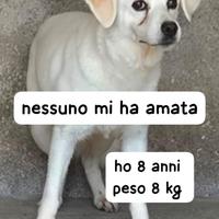 Briciola 8 anni 8/9 kg taglia piccola