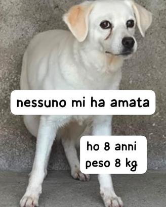 Briciola 8 anni 8/9 kg taglia piccola