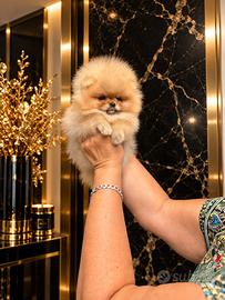 Spitz nano / Pomerania