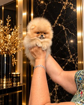 Spitz nano / Pomerania
