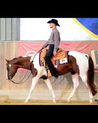 Cavallo paint horse