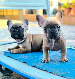 Bulldog Francese maschio