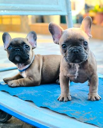 Bulldog Francese maschio