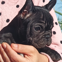 Bulldog/ bouledogue francese