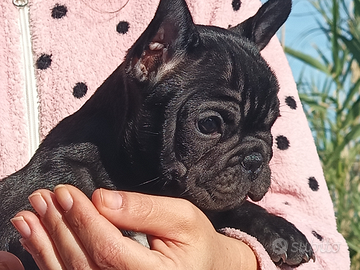 Bulldog/ bouledogue francese