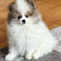 Cucciolo di pomerania