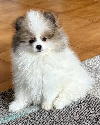 Cucciolo di pomerania