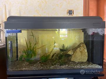 Acquario