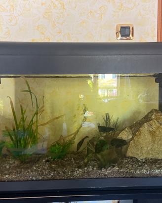 Acquario