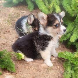 Welsh corgi Pembroke pedigree ENCI