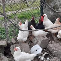 Galli e galline