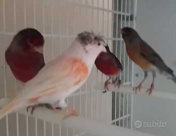 Canarini arlecchini portoghesi