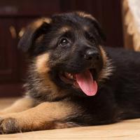 Cucciolo maschio pastore tedesco