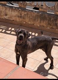 Cane Corso