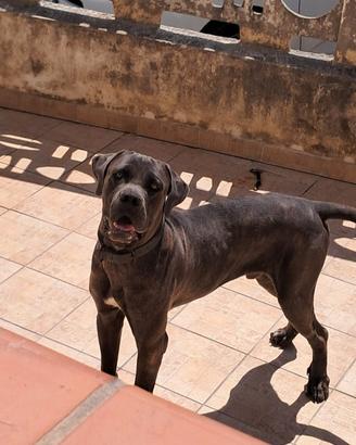 Cane Corso
