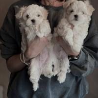 Cuccioli maltese "toy"