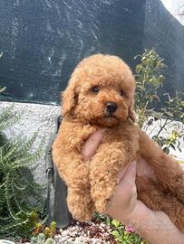 Cuccioli barboncino