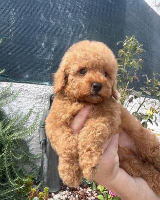 Cuccioli barboncino