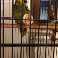 Amazzone fronte blù allevato a mano