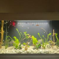 Acquario