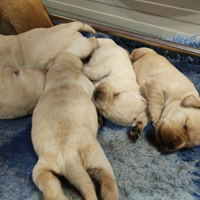 Ultimi due maschi miele