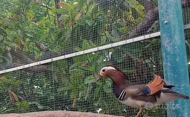 Anatra mandarino ancestrale