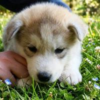 Cucciola di Siberian Husky