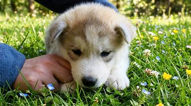 Cucciola di Siberian Husky