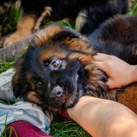 Cuccioli Pastori Tedesco Pelo Corto - Pelo Lungo