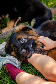 Cuccioli Pastori Tedesco Pelo Corto - Pelo Lungo