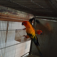 Pappagalli allevamento