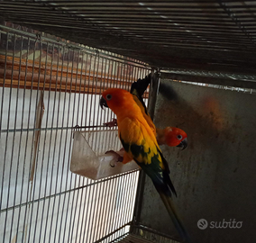 Pappagalli allevamento