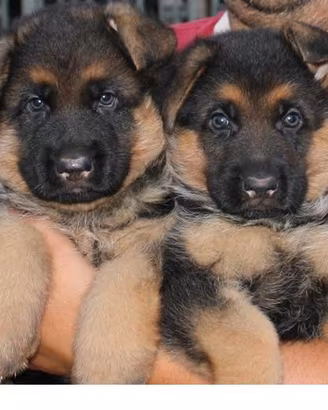 Cuccioli pastore tedesco