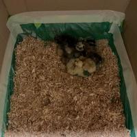 Pulcini di gallina Moroseta