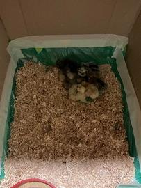 Pulcini di gallina Moroseta