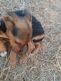 Cuccioli taglia media