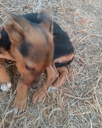 Cuccioli taglia media
