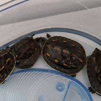 Tartarughine di acqua