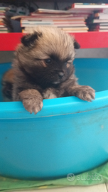 Spitz pomerania, ultimo