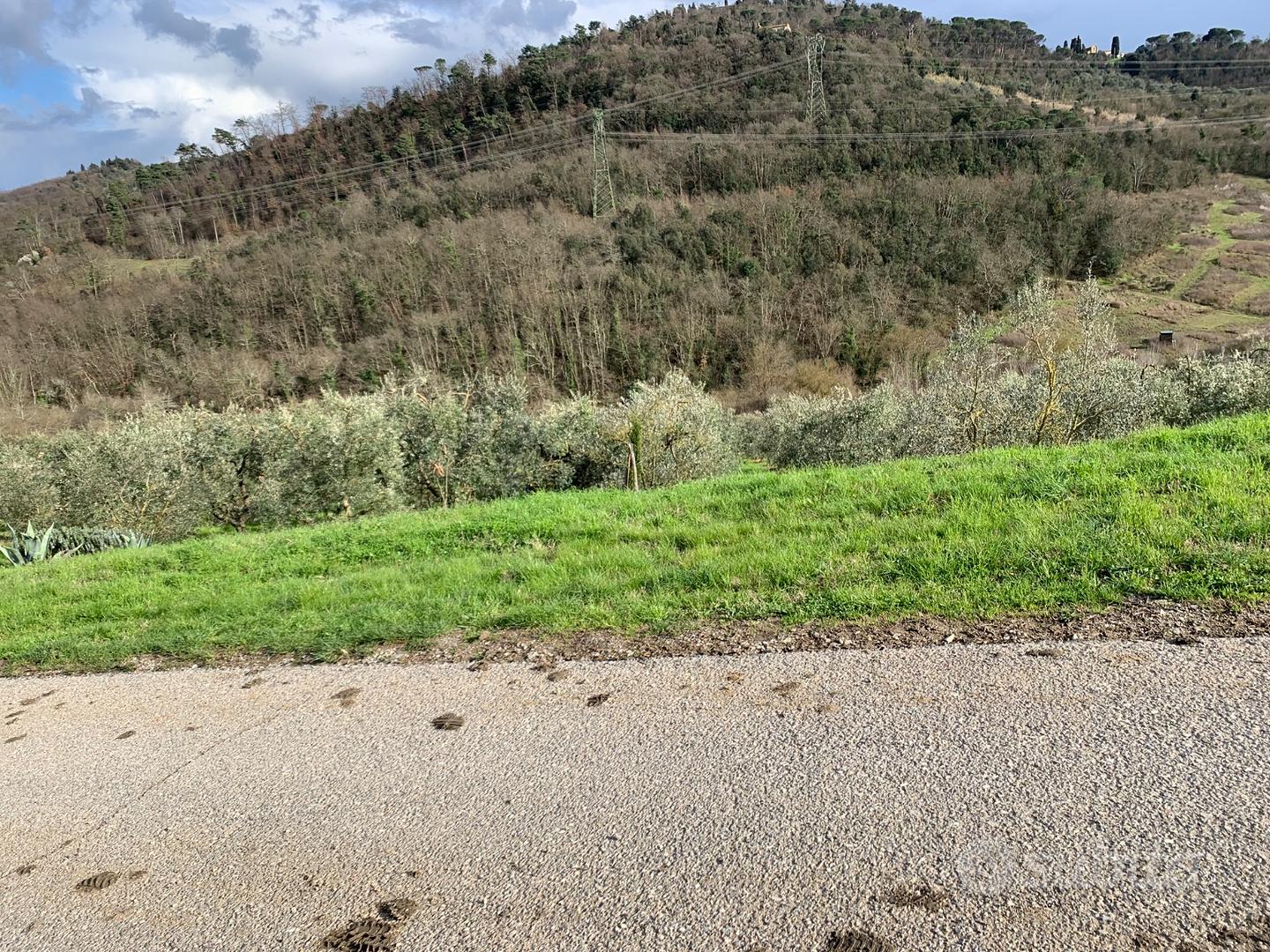 Terreno con ulivi - Vista 5