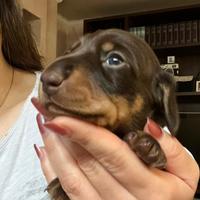 Bassotto tedesco nano/kaninchen