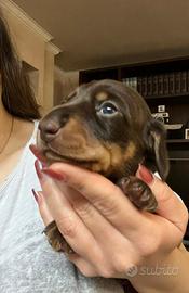 Bassotto tedesco nano/kaninchen