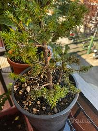 Pre bonsai Abete