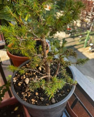 Pre bonsai Abete