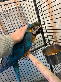 Ara giallo e blu ed altri pappagalli