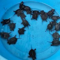 Tartaruga d'acqua Mauremys reevesii