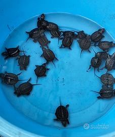 Tartaruga d'acqua Mauremys reevesii