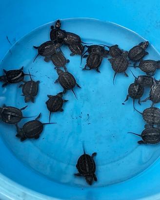 Tartaruga d'acqua Mauremys reevesii