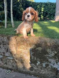 Cavalier King maschio