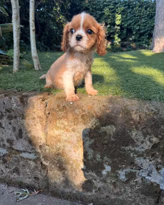 Cavalier King maschio